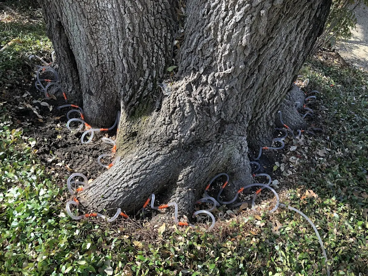 Detailed Tree Cabling and Bracing job site in East Hampton