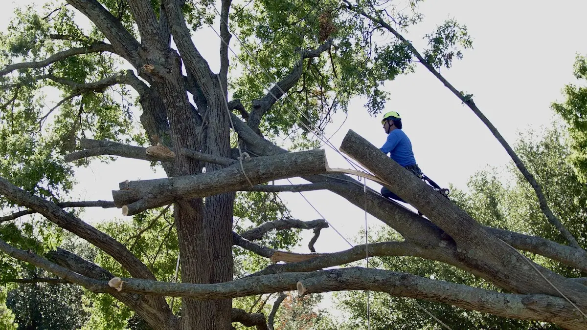 Professional Hazardous Tree Removal performed by certified arborists in East Hampton